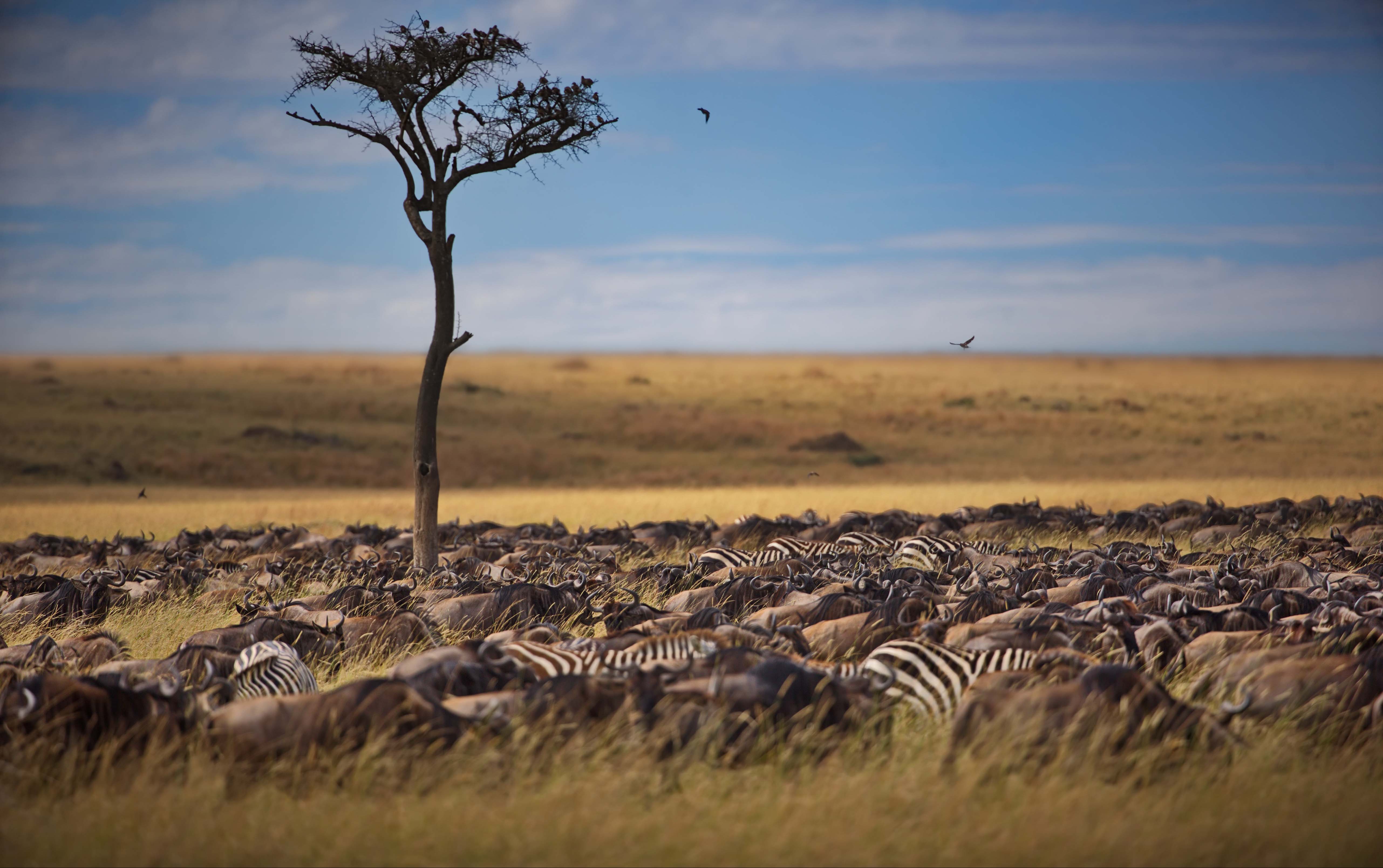 Explore the Masai Mara National Park on a Luxurious Safari in Kenya